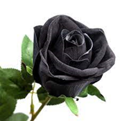 Czarna róża