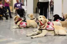 Zajęcia: Wykorzystanie psów w procesie rehabilitacji