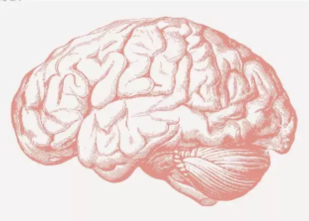 Rysunek mózgu